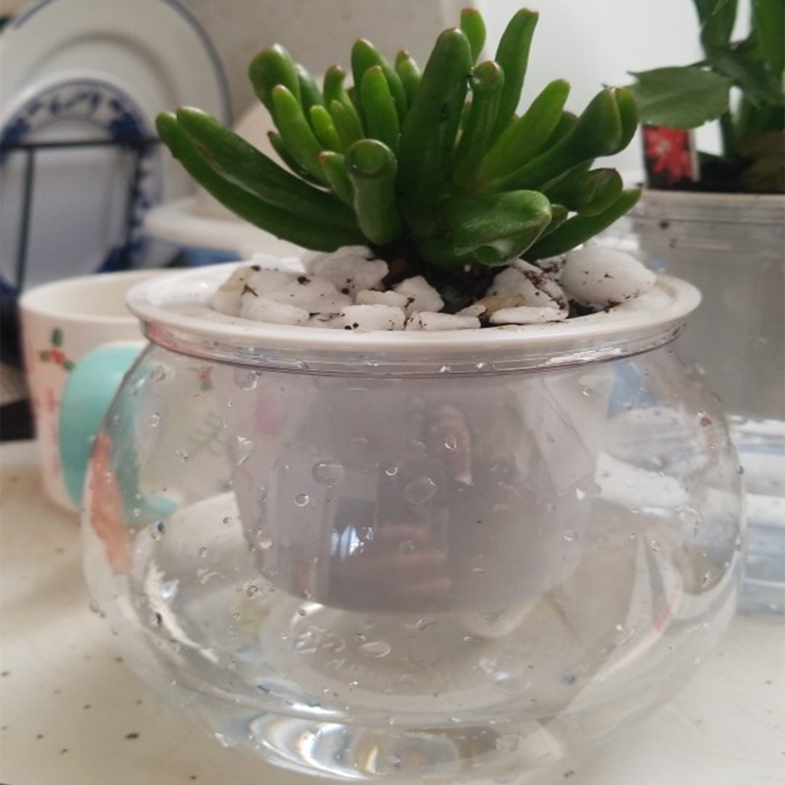 Aloe Vera Pot - Self Watering Planter Pots Mini Flowerpot