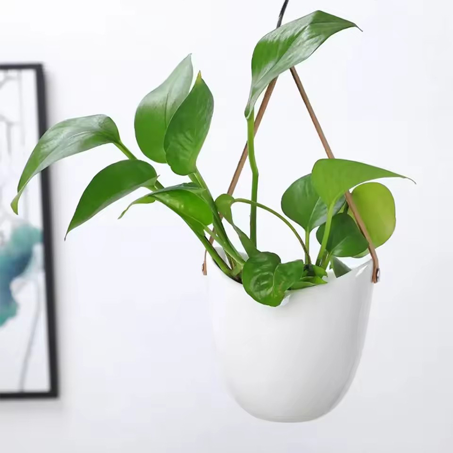 White Hanging Planter Pot with - Aloe Vera Pot ulasan dan harga
