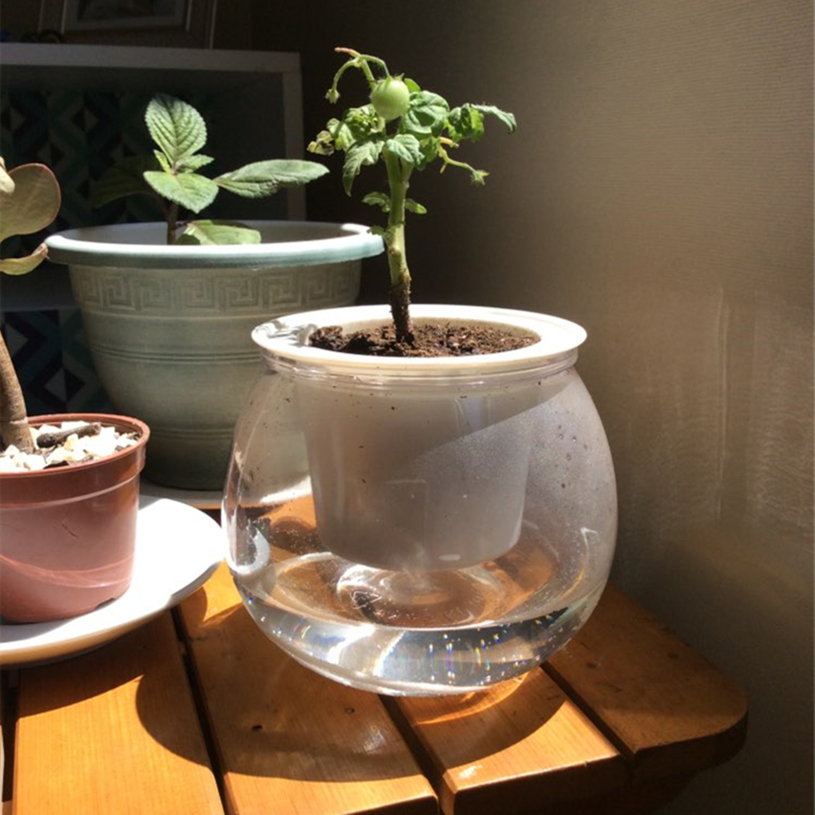 Self Watering Planter Pots Min - Aloe Vera Pot ulasan dan harga