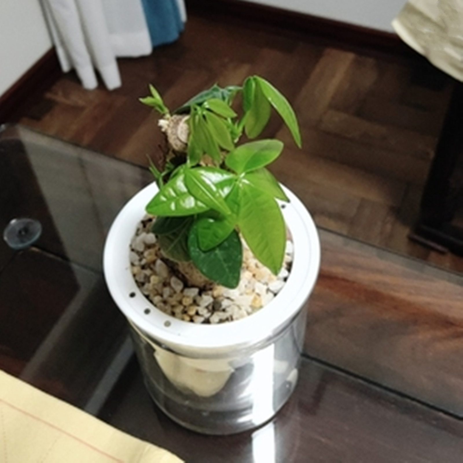 Self Watering Planter Pots Min - Aloe Vera Pot ulasan dan harga