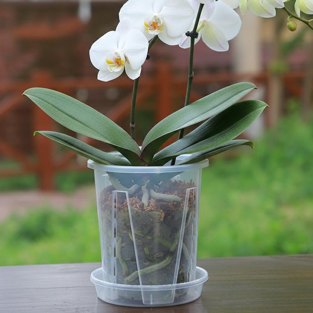 Plastic Root Control Transpare - Aloe Vera Pot ulasan dan harga