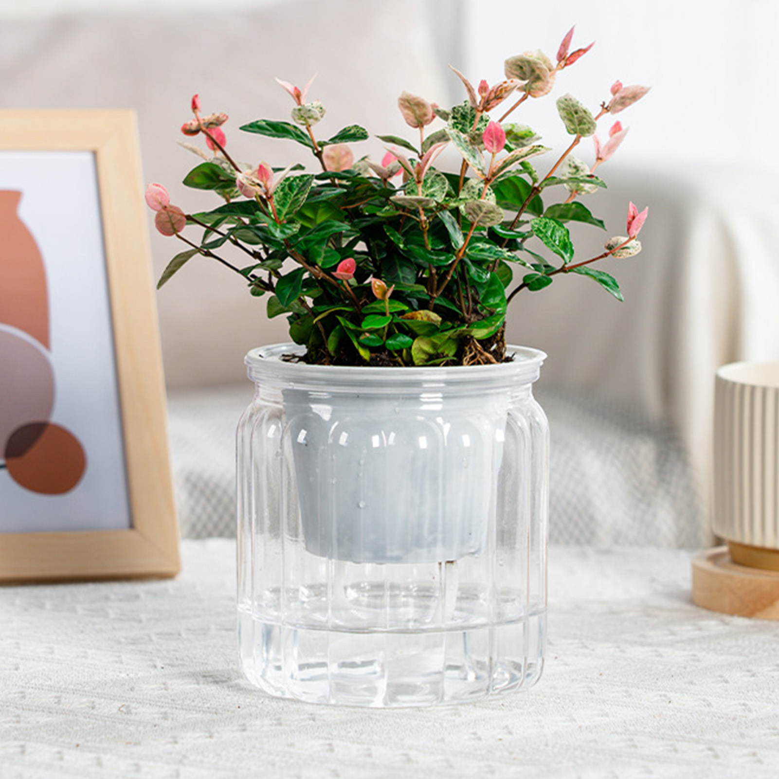 Lazy Hydroponic Flower Pot Aut - Aloe Vera Pot ulasan dan harga