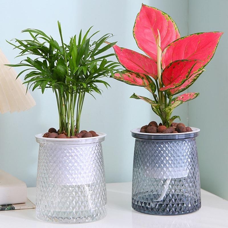 2024 Transparent Self Watering - Aloe Vera Pot ulasan dan harga